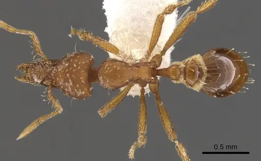 Strumigenys insula specimen CASENT0900112 image casent0900112_1