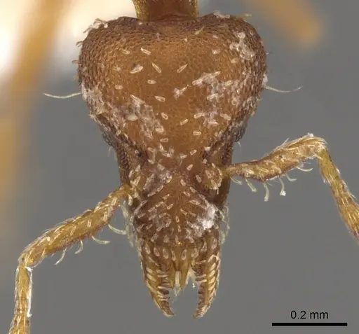 Strumigenys insula specimen CASENT0900112 image casent0900112_2
