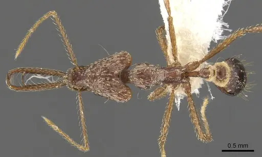 Strumigenys insula specimen CASENT0900439 image casent0900439_1