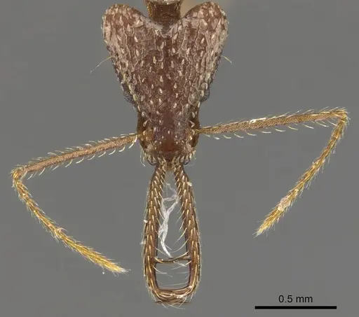 Strumigenys insula specimen CASENT0900439 image casent0900439_2