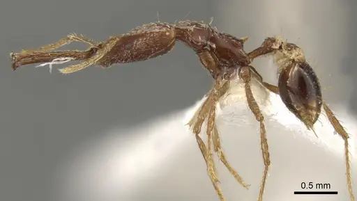 Strumigenys insula specimen CASENT0900439 image casent0900439_3
