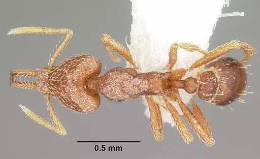 Strumigenys integra specimen CASENT0102665 image casent0102665_1