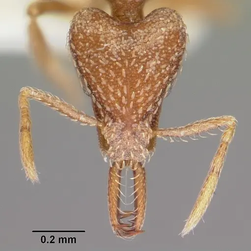 Strumigenys integra specimen CASENT0102665 image casent0102665_2
