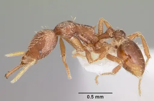 Strumigenys integra specimen CASENT0102665 image casent0102665_3