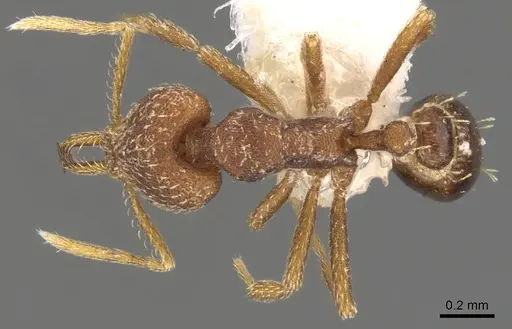 Strumigenys integra specimen CASENT0900781 image casent0900781_1