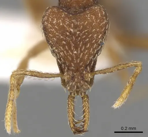 Strumigenys integra specimen CASENT0900781 image casent0900781_2