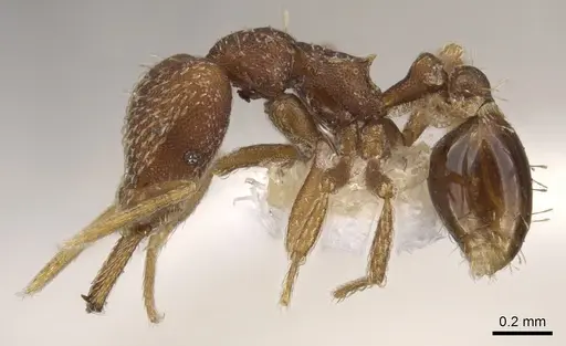 Strumigenys integra specimen CASENT0900781 image casent0900781_3