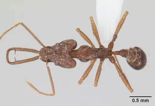 Strumigenys interfectiva specimen CASENT0178641 image casent0178641_1