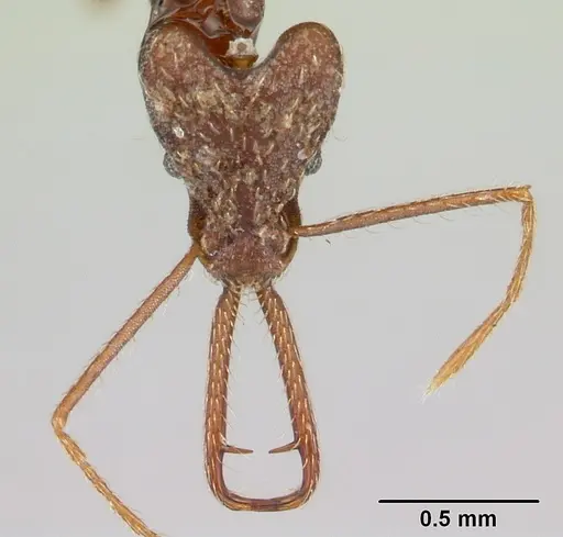 Strumigenys interfectiva specimen CASENT0178641 image casent0178641_2