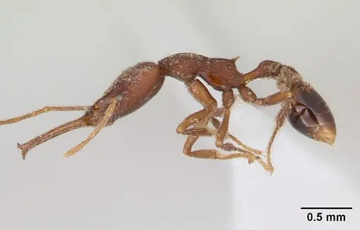 Strumigenys interfectiva specimen CASENT0178641 image casent0178641_3