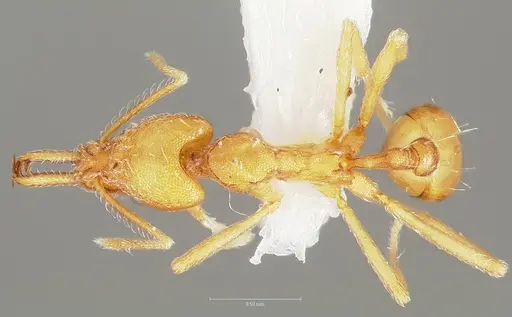 Strumigenys ipsea specimen CASENT0005560 image casent0005560_1