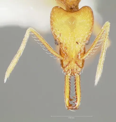 Strumigenys ipsea specimen CASENT0005560 image casent0005560_2