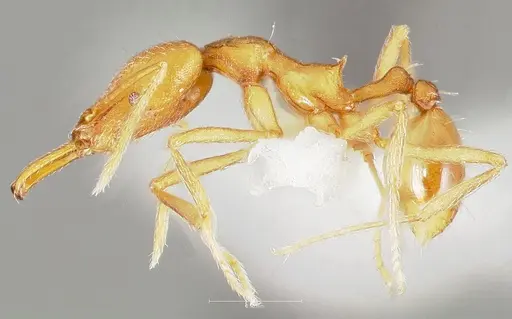 Strumigenys ipsea specimen CASENT0005560 image casent0005560_3