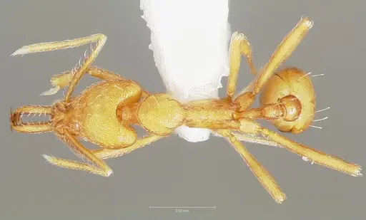 Strumigenys ipsea specimen CASENT0005561 image casent0005561_1