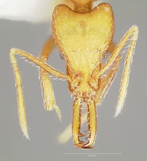 Strumigenys ipsea specimen CASENT0005561 image casent0005561_2