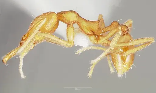 Strumigenys ipsea specimen CASENT0005561 image casent0005561_3