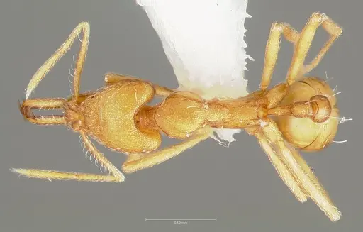 Strumigenys ipsea specimen CASENT0005562 image casent0005562_1