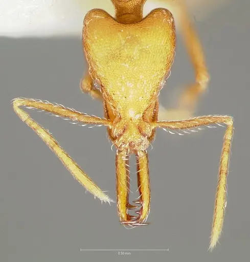 Strumigenys ipsea specimen CASENT0005562 image casent0005562_2