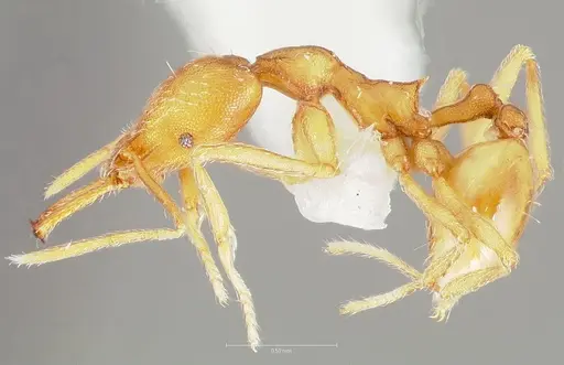 Strumigenys ipsea specimen CASENT0005562 image casent0005562_3