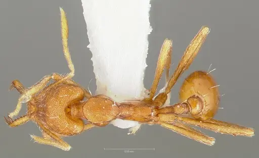 Strumigenys ipsea specimen CASENT0005563 image casent0005563_1