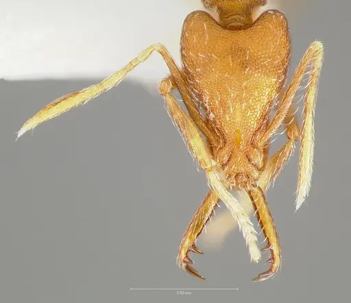 Strumigenys ipsea specimen CASENT0005563 image casent0005563_2