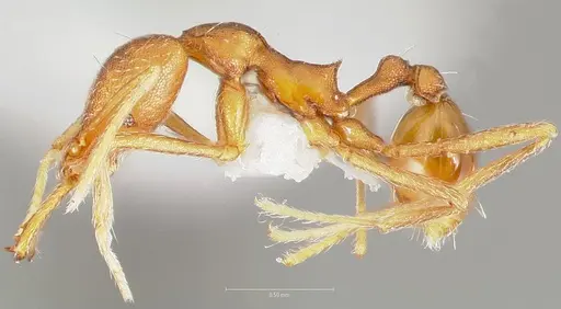 Strumigenys ipsea specimen CASENT0005563 image casent0005563_3