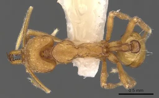 Strumigenys ipsea specimen CASENT0900725 image casent0900725_1
