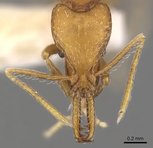 Strumigenys ipsea specimen CASENT0900725 image casent0900725_2