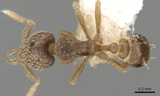 Strumigenys irrorata specimen CASENT0280727 image casent0280727_1