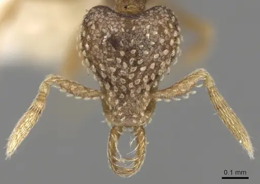 Strumigenys irrorata specimen CASENT0280727 image casent0280727_2