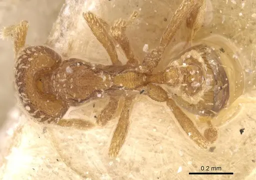 Strumigenys irrorata specimen CASENT0912857 image casent0912857_1