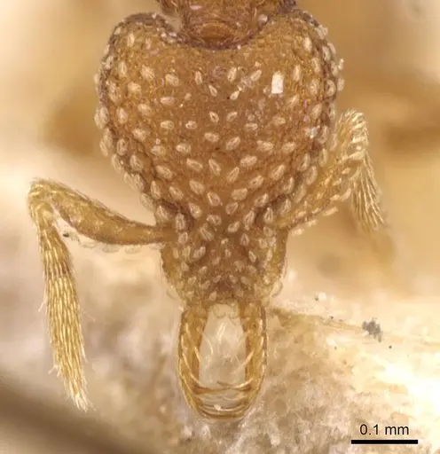 Strumigenys irrorata specimen CASENT0912857 image casent0912857_2