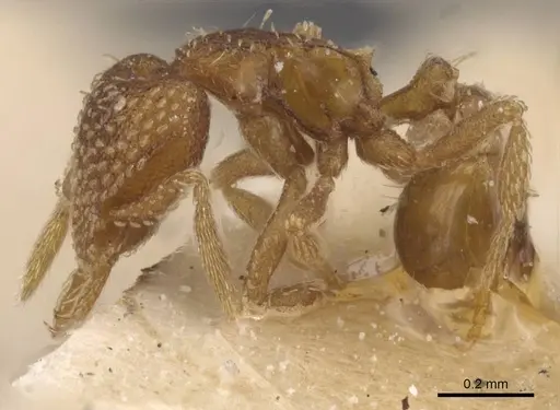 Strumigenys irrorata specimen CASENT0912857 image casent0912857_3