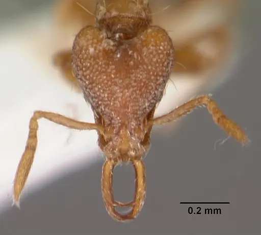 Strumigenys izepara specimen CASENT0102612 image casent0102612_2