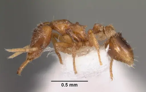 Strumigenys izepara specimen CASENT0102612 image casent0102612_3