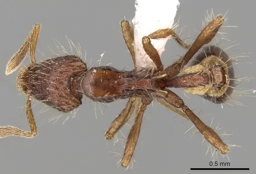 Strumigenys jacobsoni specimen CASENT0280707 image casent0280707_1