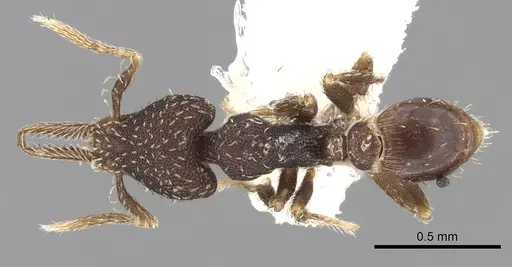 Strumigenys jamaicensis specimen CASENT0281984 image casent0281984_1