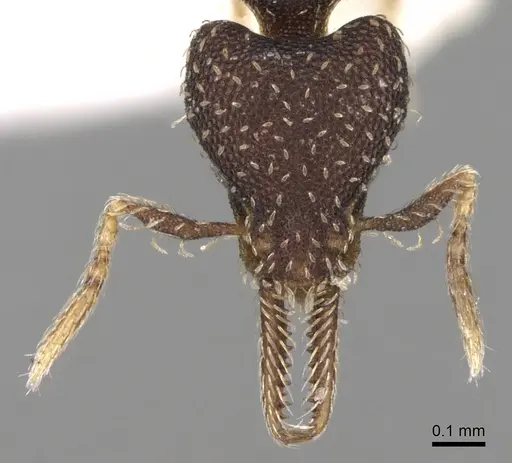 Strumigenys jamaicensis specimen CASENT0281984 image casent0281984_2