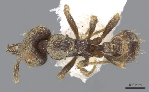 Strumigenys jamaicensis specimen CASENT0914596 image casent0914596_1