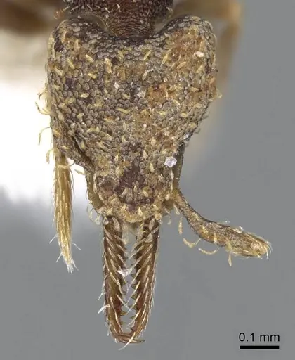 Strumigenys jamaicensis specimen CASENT0914596 image casent0914596_2
