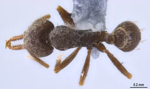 Strumigenys jamaicensis specimen MZSPHYM0140222 image mzsphym0140222_1