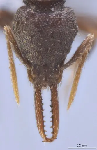 Strumigenys jamaicensis specimen MZSPHYM0140222 image mzsphym0140222_3