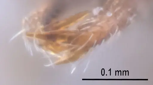 Strumigenys jamaicensis specimen MZSPHYM0140222 image mzsphym0140222_4