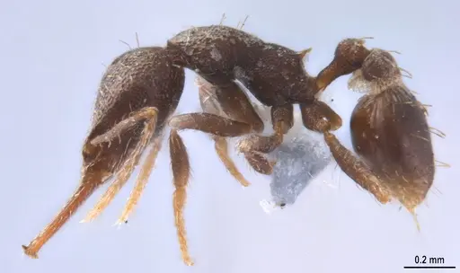 Strumigenys jamaicensis specimen MZSPHYM0140222 image mzsphym0140222_5