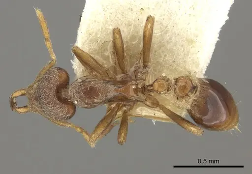 Strumigenys jepsoni specimen CASENT0235852 image casent0235852_1