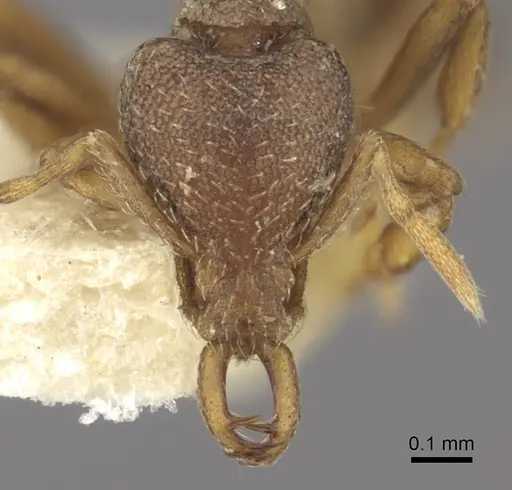 Strumigenys jepsoni specimen CASENT0235852 image casent0235852_2