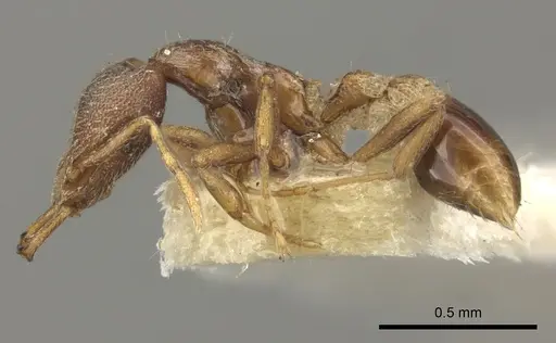 Strumigenys jepsoni specimen CASENT0235852 image casent0235852_3