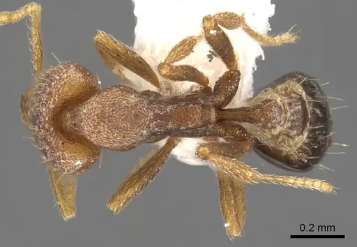 Strumigenys jugis specimen CASENT0900908 image casent0900908_1