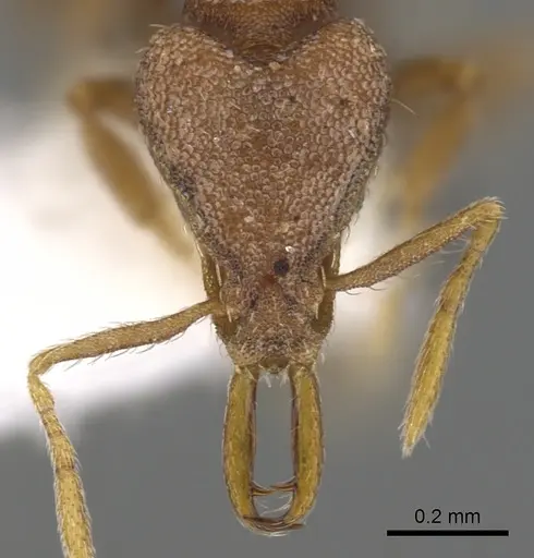 Strumigenys jugis specimen CASENT0900908 image casent0900908_2