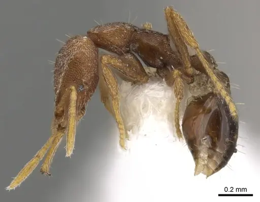Strumigenys jugis specimen CASENT0900908 image casent0900908_3